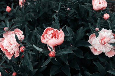 Bahçedeki güzel romantik çiçekler. Doğal duvar kağıdı. Şatafatlı çiçek arkaplanı