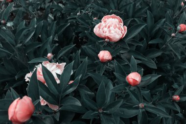 Bahçedeki güzel romantik çiçekler. Doğal duvar kağıdı. Çiçek açan lüks bir arka plan. Şakayıklar arka plan