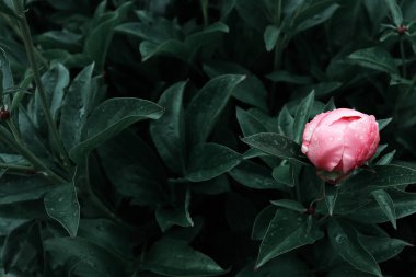 Doğal afiş için güzel romantik çiçekler. Bahçe duvar kağıdı. Lüks çiçek arkaplanı