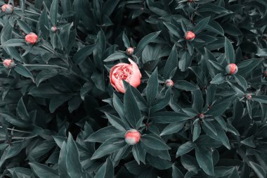 Bahçedeki güzel romantik çiçekler. Doğal manzara duvar kâğıdı. Lüks çiçek arkaplanı