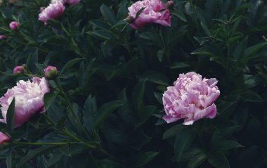 Bahçede romantik çiçekler açar. Doğal duvar kağıdı. Şatafatlı çiçek arkaplanı