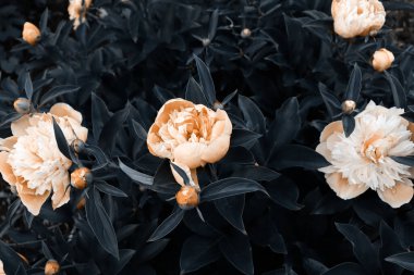 Bahçedeki güzel romantik çiçekler. Doğal duvar kağıdı. Şatafatlı çiçek arkaplanı