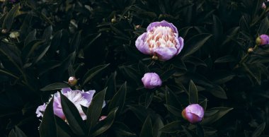 Bahçedeki güzel romantik çiçekler. Doğal duvar kağıdı. Çiçek açan lüks bir arka plan. Şakayıklar arka plan