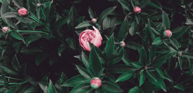 Bahçedeki güzel romantik çiçekler. Doğal manzara duvar kâğıdı. Lüks çiçek arkaplanı