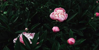 Bahçedeki güzel romantik çiçekler. Doğal duvar kağıdı. Çiçek açan lüks bir arka plan. Şakayıklar arka plan