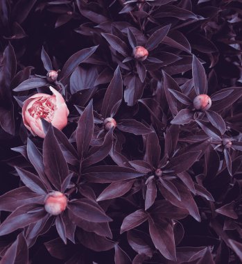 Bahçedeki güzel romantik çiçekler. Doğal manzara duvar kâğıdı. Lüks çiçek arkaplanı