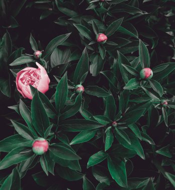 Bahçedeki güzel romantik çiçekler. Doğal manzara duvar kâğıdı. Lüks çiçek arkaplanı