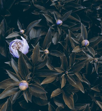Bahçedeki güzel romantik çiçekler. Doğal manzara duvar kâğıdı. Lüks çiçek arkaplanı
