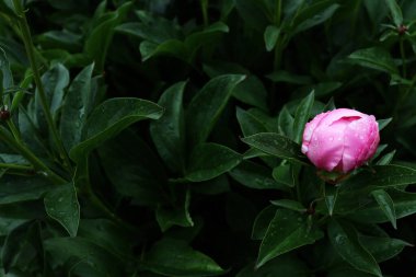 Doğal afiş için güzel romantik çiçekler. Bahçe duvar kağıdı. Lüks çiçek arkaplanı
