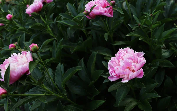 Bahçede romantik çiçekler açar. Doğal duvar kağıdı. Şatafatlı çiçek arkaplanı