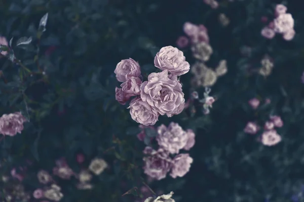 Fond Écran Jardin Naturel Fond Fleur Concept Bannière Romantique — Photo