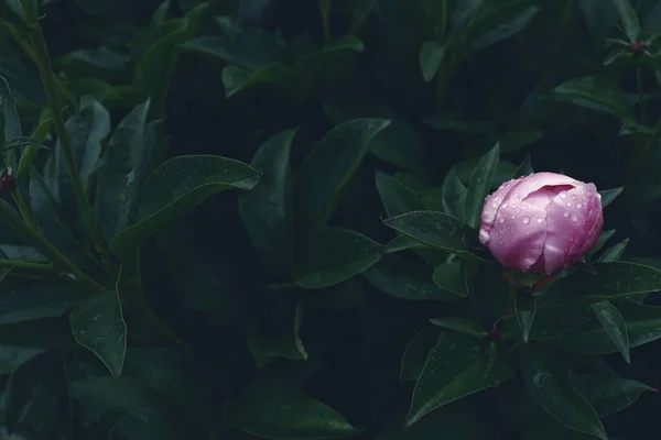 Lindas Flores Românticas Para Conceito Bandeira Natural Papel Parede Jardim — Fotografia de Stock