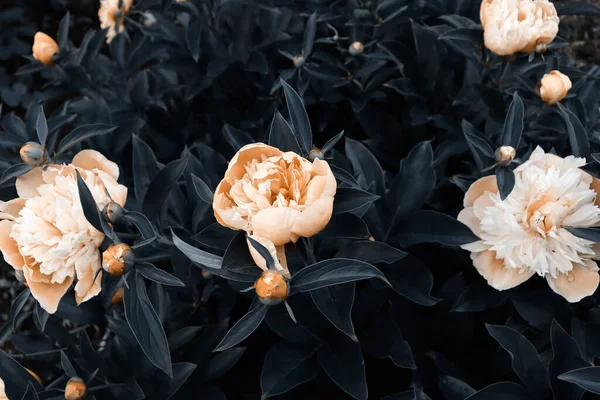 Bahçedeki güzel romantik çiçekler. Doğal duvar kağıdı. Şatafatlı çiçek arkaplanı