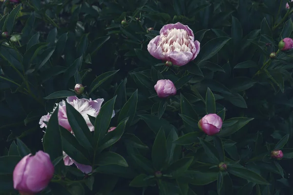 Gyönyörű Romantikus Virágok Kertben Természetes Tapéta Luxus Virág Virágos Háttér — Stock Fotó
