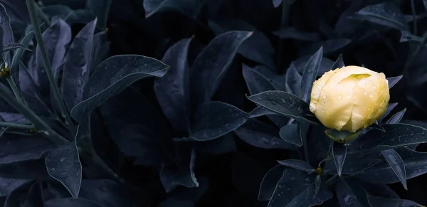 Красиві Романтичні Квіти Концепції Природного Банера Садові Шпалери Розкішний Квітковий — стокове фото