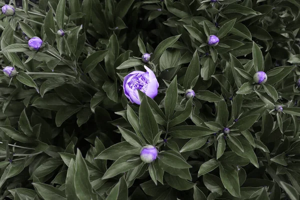 Belles Fleurs Romantiques Dans Jardin Fond Écran Scénique Naturel Fond — Photo