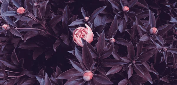 Bahçedeki güzel romantik çiçekler. Doğal manzara duvar kâğıdı. Lüks çiçek arkaplanı