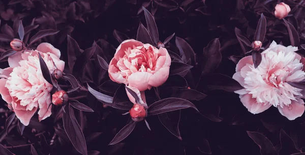 Красиві Романтичні Квіти Саду Натуральні Шпалери Розкішний Квітковий Фон — стокове фото