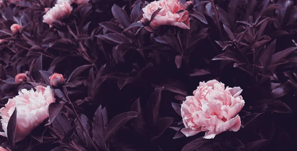 Романтичні Квіти Цвітуть Саду Натуральні Шпалери Розкішний Квітковий Фон — стокове фото