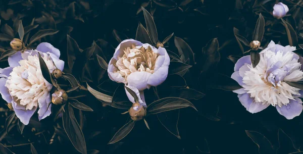 Όμορφα Ρομαντικά Λουλούδια Στον Κήπο Φυσική Ταπετσαρία Υπόβαθρο Λουλούδι Πολυτελείας — Φωτογραφία Αρχείου