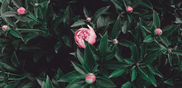 Bahçedeki güzel romantik çiçekler. Doğal manzara duvar kâğıdı. Lüks çiçek arkaplanı