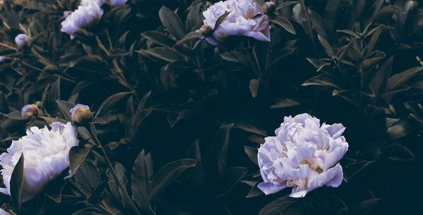 Ρομαντικά Λουλούδια Ανθίζουν Στον Κήπο Φυσική Ταπετσαρία Υπόβαθρο Λουλούδι Πολυτελείας — Φωτογραφία Αρχείου