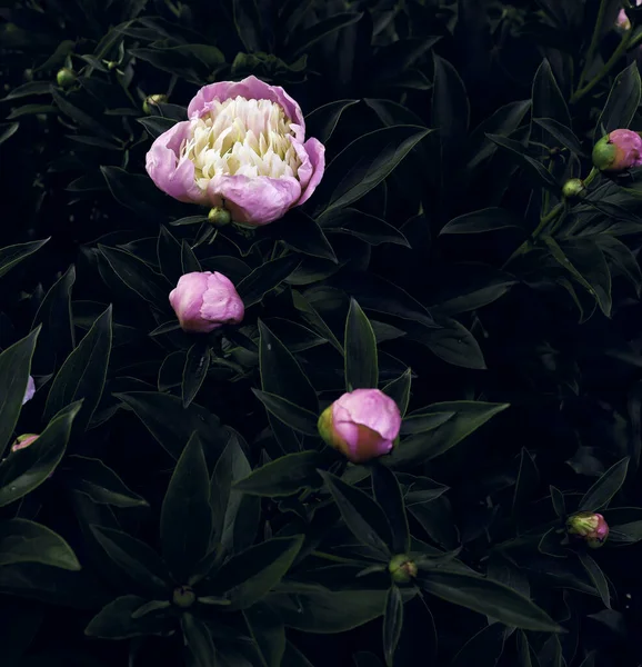 Krásné Romantické Květiny Zahradě Přírodní Tapety Luxusní Květinové Pozadí Pivoňky — Stock fotografie
