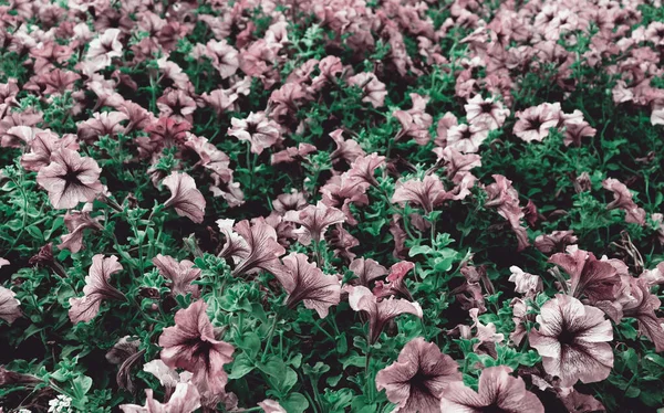 Красивый Цветочный Фон Обои Природы Тонкий Цветочный Фон — стоковое фото