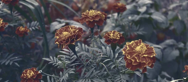Krásné Barevné Květiny Zahradě Romantické Květinové Pozadí Zahradní Tapety — Stock fotografie