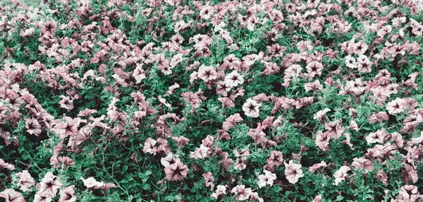 Délicate Fleur Sur Jardin Romantique Fond Champ Fleurs Belles Fleurs — Photo