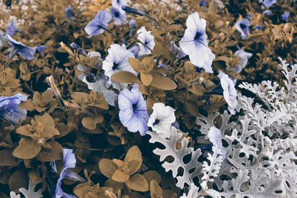 Floral Φόντο Όμορφη Ανθισμένη Ταπετσαρία Λουλουδιών Φυσική Έννοια Banner — Φωτογραφία Αρχείου