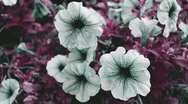 Μπλε Λουλούδι Ντελικατέσεν Στο Δάσος Ρομαντικό Φόντο Λευκά Λουλούδια Στον — Φωτογραφία Αρχείου