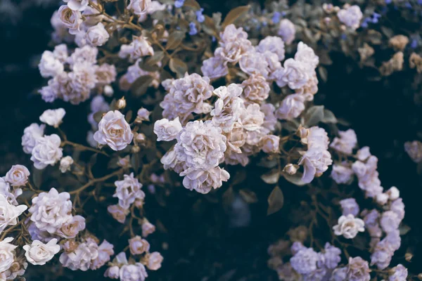Όμορφα Ρομαντικά Ροζ Λουλούδια Πράσινο Θάμνο Λεπτό Φόντο Της Φύσης — Φωτογραφία Αρχείου
