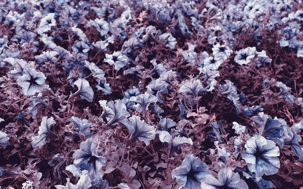 Schöne Blume Hintergrund Tapete Natur Zarte Blumenfeld Kulisse — Stockfoto