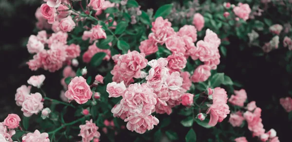 Piękne Romantyczne Różowe Kwiaty Zielonym Krzewie Delikatne Tło Natury Kwiaty — Zdjęcie stockowe