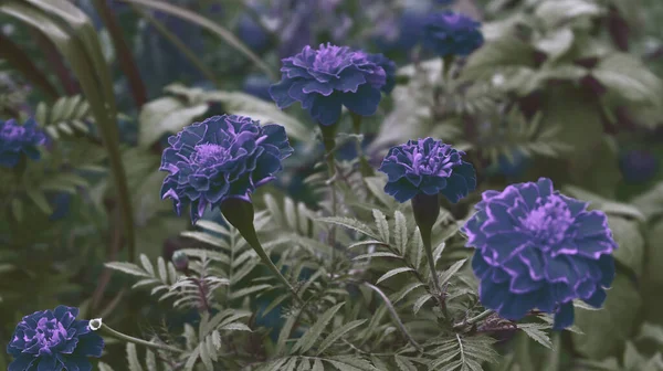 Schöne Bunte Blumen Garten Romantische Blume Hintergrund Gartentapete — Stockfoto