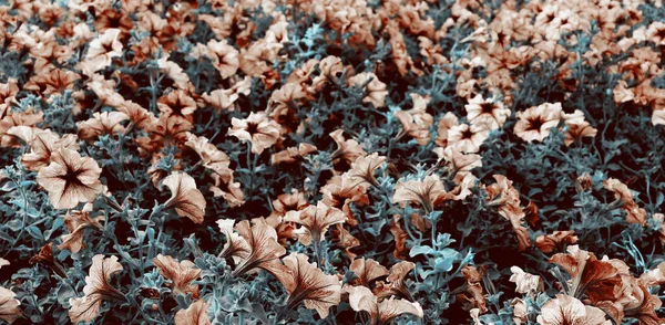 Красивый Цветочный Фон Обои Природы Тонкий Цветочный Фон — стоковое фото