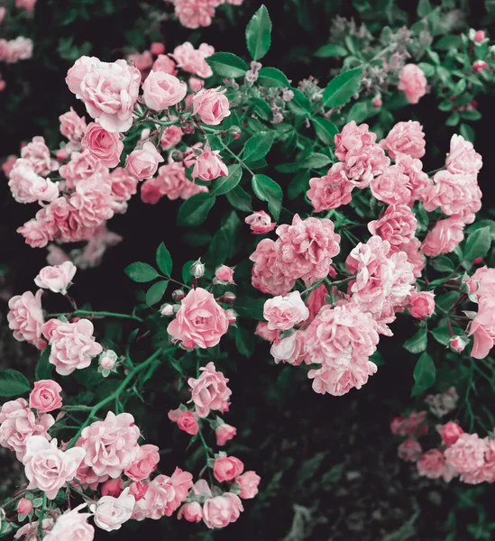 Papel Parede Natureza Belo Arbusto Com Flores Fundo Flores Românticas — Fotografia de Stock