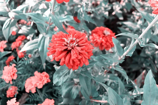 Colorato Sfondo Fiori Delicati Bei Fiori Romantici Sul Giardino — Foto Stock