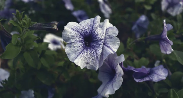 Fond Abstrait Fleurs Romantiques Beau Papier Peint Nature Délicate — Photo