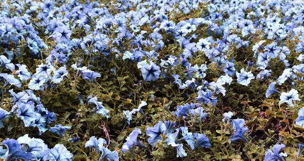 美しい繊細な花の壁紙 青いロマンチックな花の背景 抽象庭園 — ストック写真