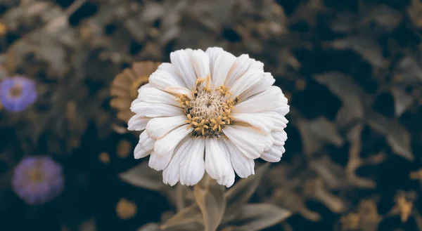 Nature wallpaper. Macro flower backdrop. Beautiful white flower background