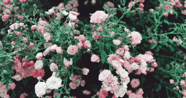 Jemné Růžové Květy Pozadí Bush Květinami Romantická Květinová Tapeta — Stock fotografie