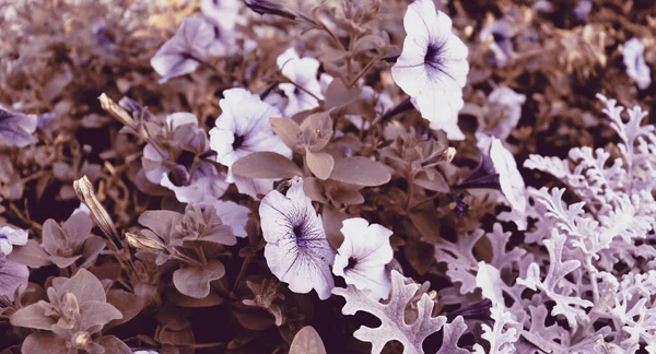 Schöne Zarte Romantische Blaue Blumen Hintergrund Tapete Natur Bunte Gartenkulisse — Stockfoto