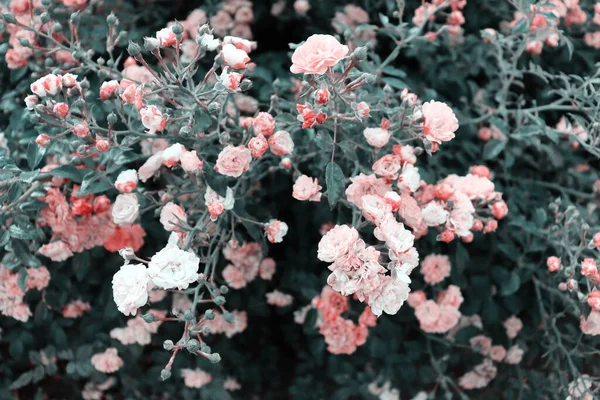 Delicato Sfondo Fiori Rosa Cespuglio Con Fiori Carta Parati Fiore — Foto Stock