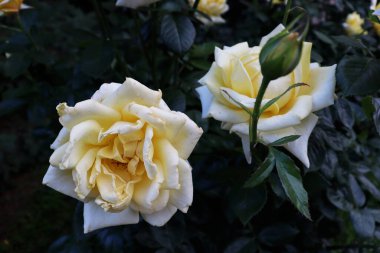 Güzel narin çiçek arkaplanı. Doğa duvar kağıdı. Çiçekli yeşil bahçe