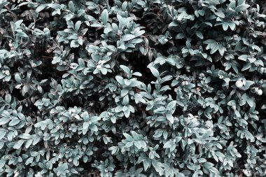 Güzel koyu yeşil çalı dokusu. Sancak konsepti için soyut dallar. Arkaplan bırakır