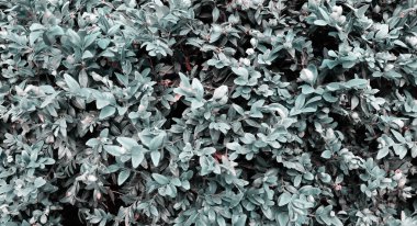 Sancak konsepti için dallarda yeşil yapraklar. Bahçe arka planında güzel çalı