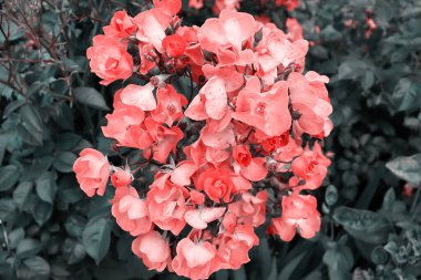 Doğal afiş konsepti için dallardaki güzel çiçekler. Hassas çiçek arkaplanı