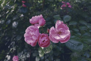 Güzel, narin, pembe çiçek arka planı. Bahçede romantik bir çiçek